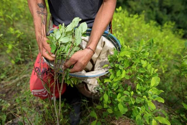 Colombia Supera Récord De Cultivos De Coca En 2021 Señala Un Informe 4283