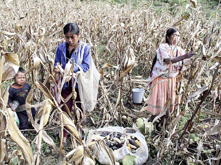 Pobreza Extrema En México Se Concentra En El Campo Cepal 9295