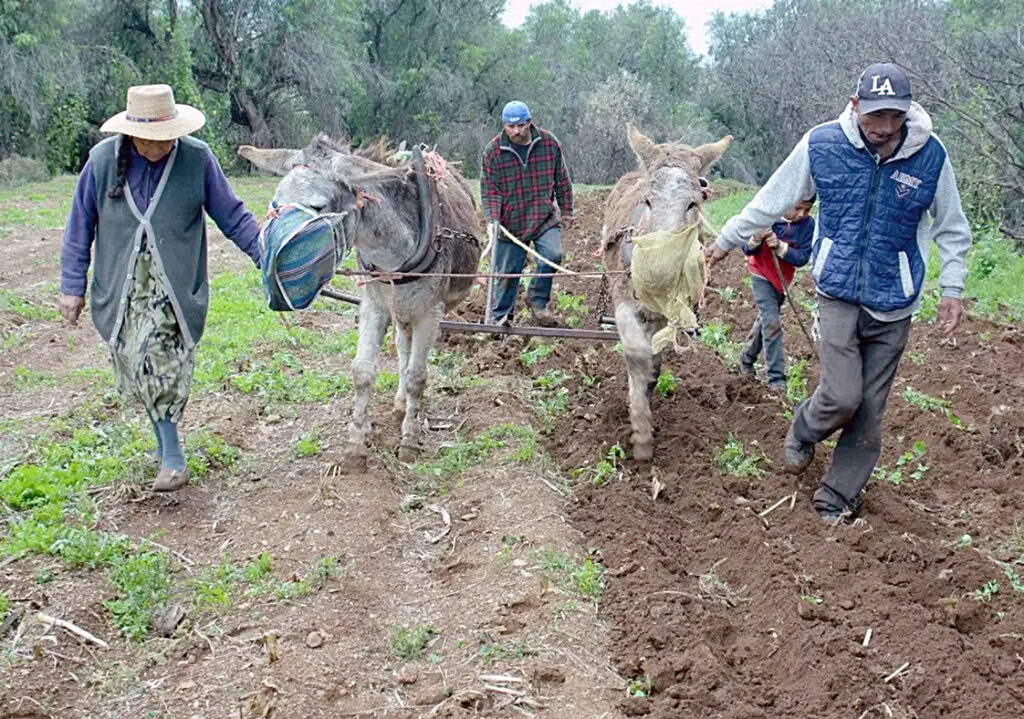 Cuatro de cada cinco personas en pobreza extrema viven en zonas rurales