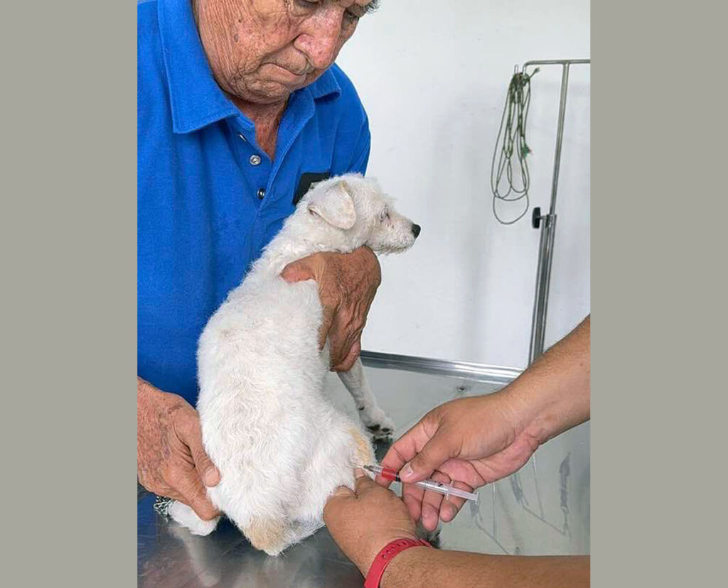 Rabies Vaccination Campaign in Iguala